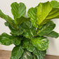 Assorted Ficus lyrata 'Fiddle Leaf Fig'