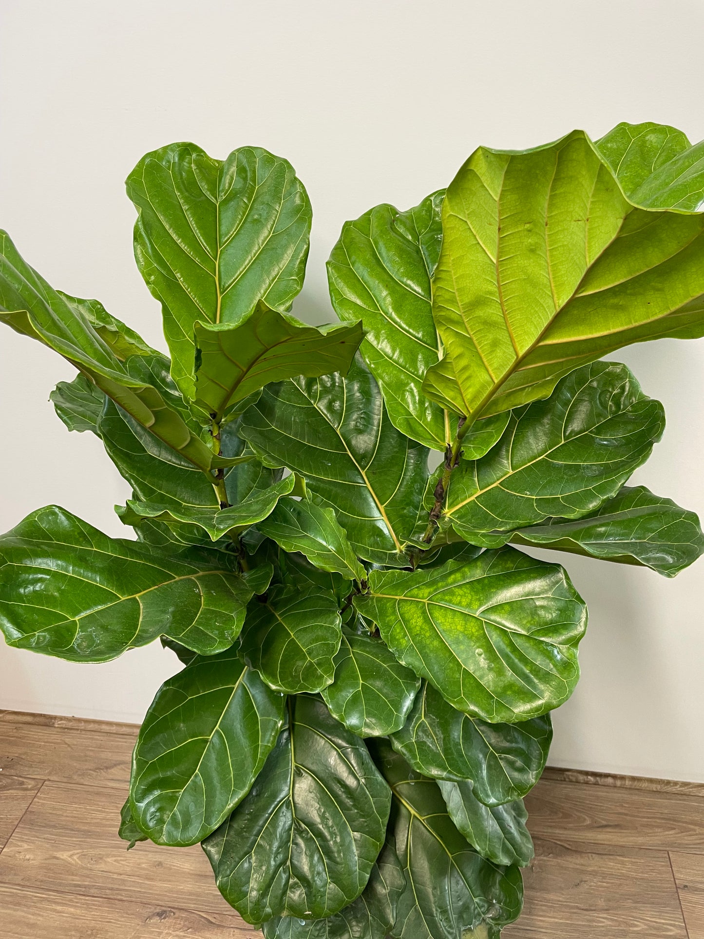 Assorted Ficus lyrata 'Fiddle Leaf Fig'