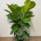 Assorted Ficus lyrata 'Fiddle Leaf Fig'
