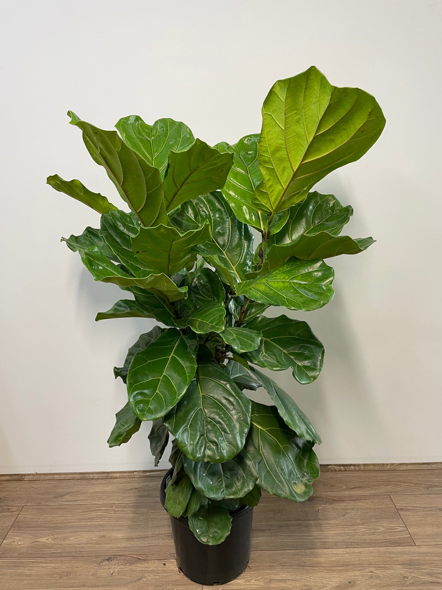 Assorted Ficus lyrata 'Fiddle Leaf Fig'