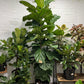 Assorted Ficus lyrata 'Fiddle Leaf Fig'
