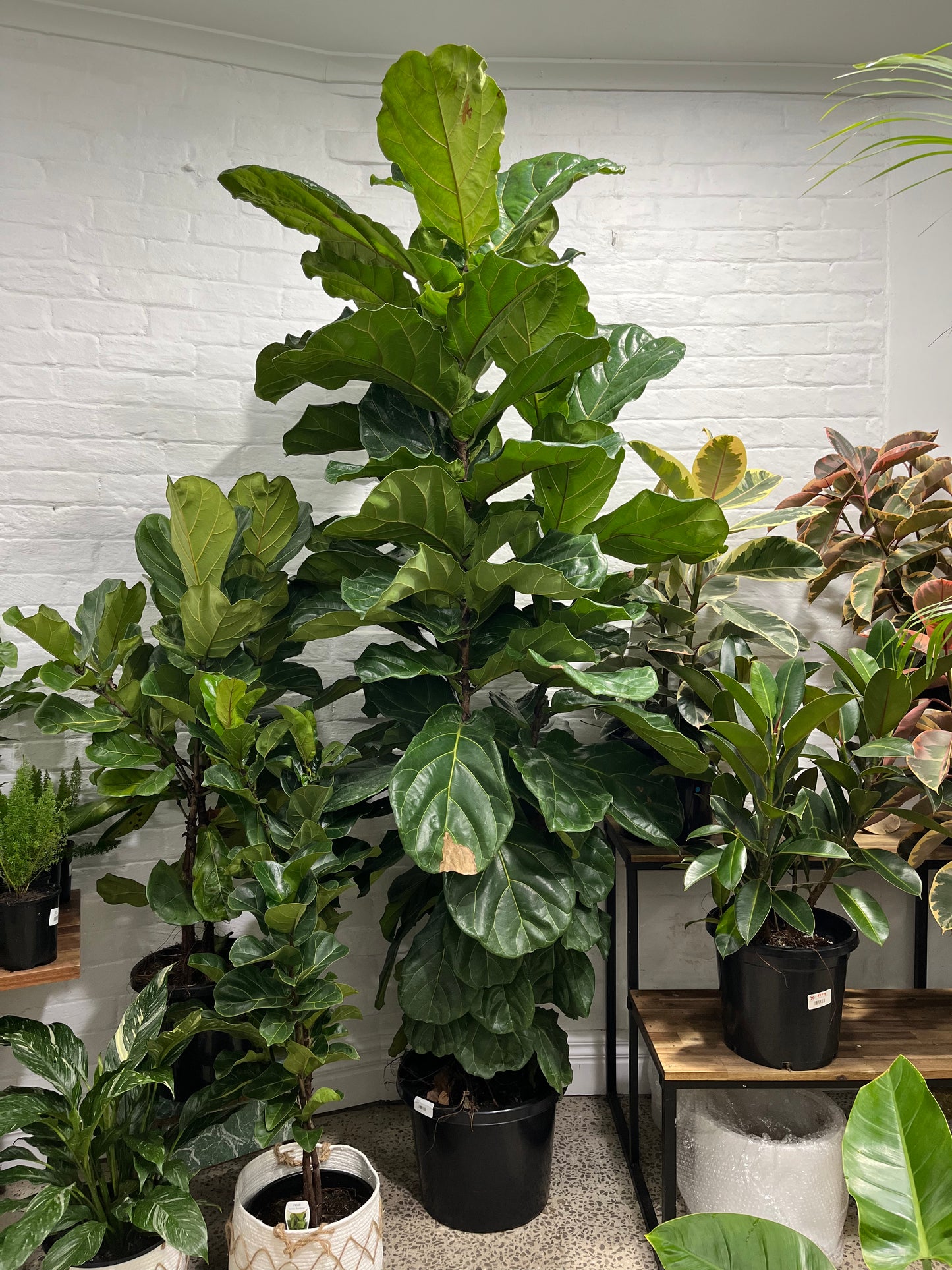 Assorted Ficus lyrata 'Fiddle Leaf Fig'