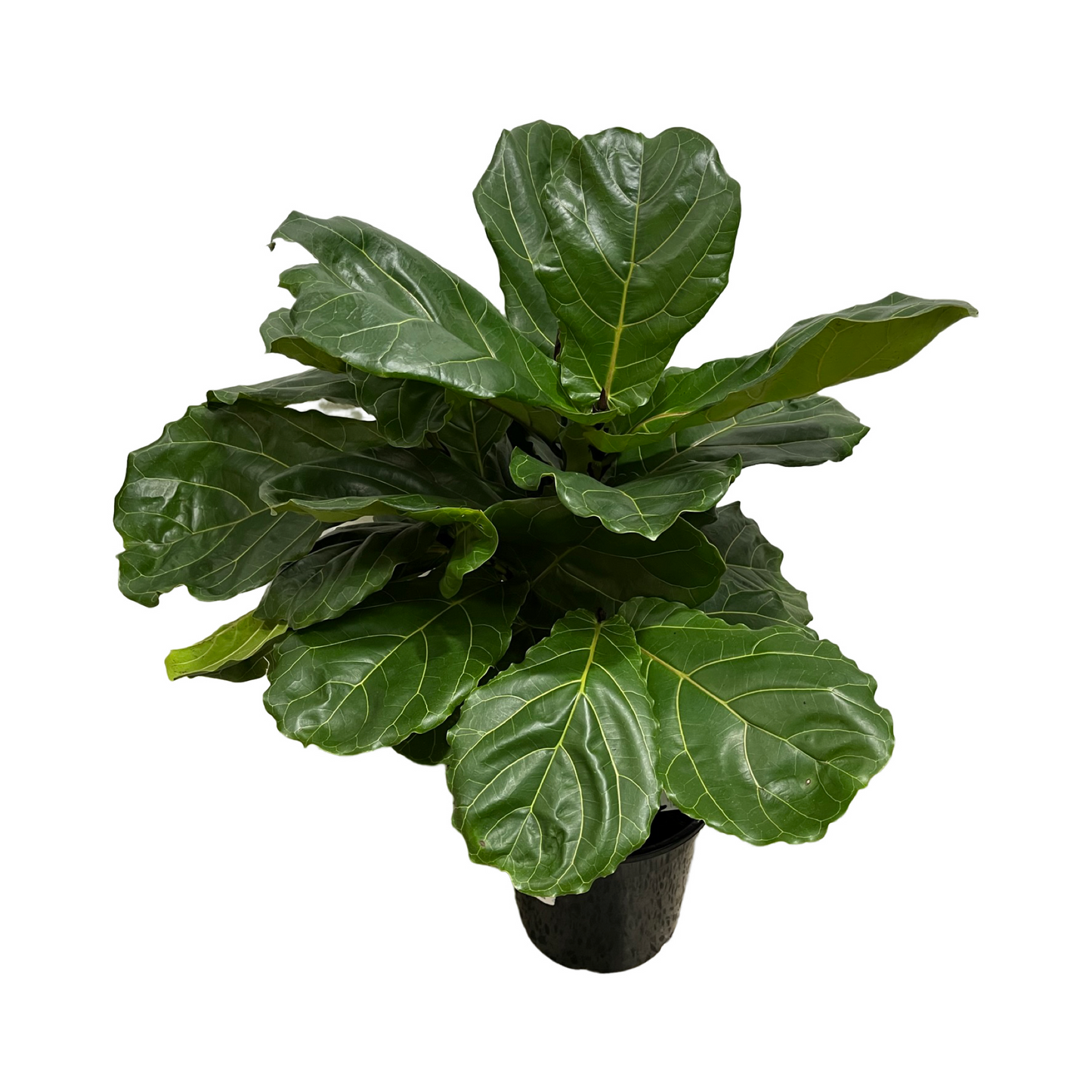 Assorted Ficus lyrata 'Fiddle Leaf Fig'