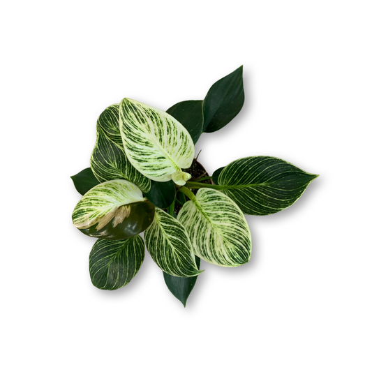 Philodendron ‘Birkin’