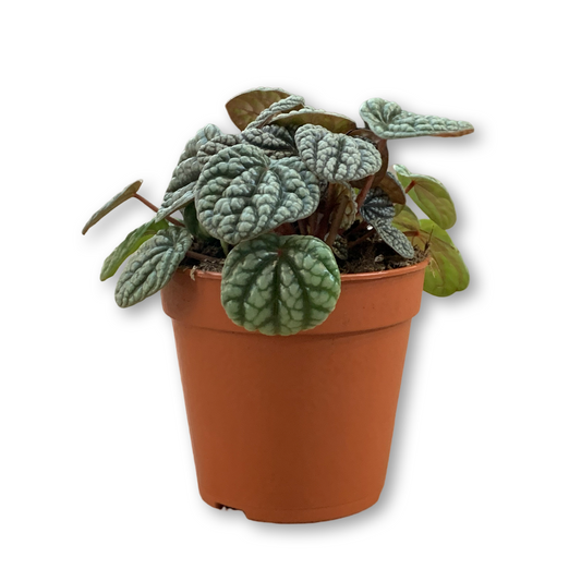 Peperomia Caperata ‘Burbella’