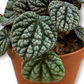 Peperomia caperata hybrid 'Burbella' 120mm