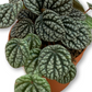 Peperomia caperata hybrid 'Burbella' 120mm