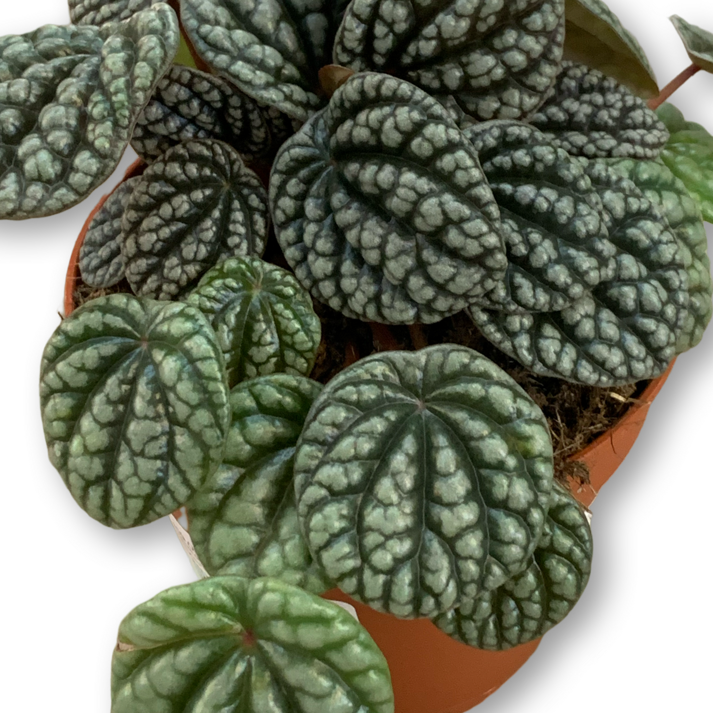 Peperomia Caperata ‘Burbella’