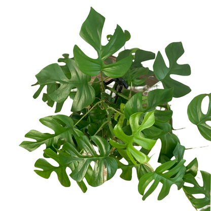 Rhaphidophora Tetrasperma 'Mini Monstera'