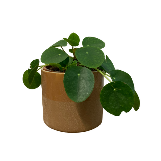 Assorted Pilea peperomioides (Chinese Money Plant)