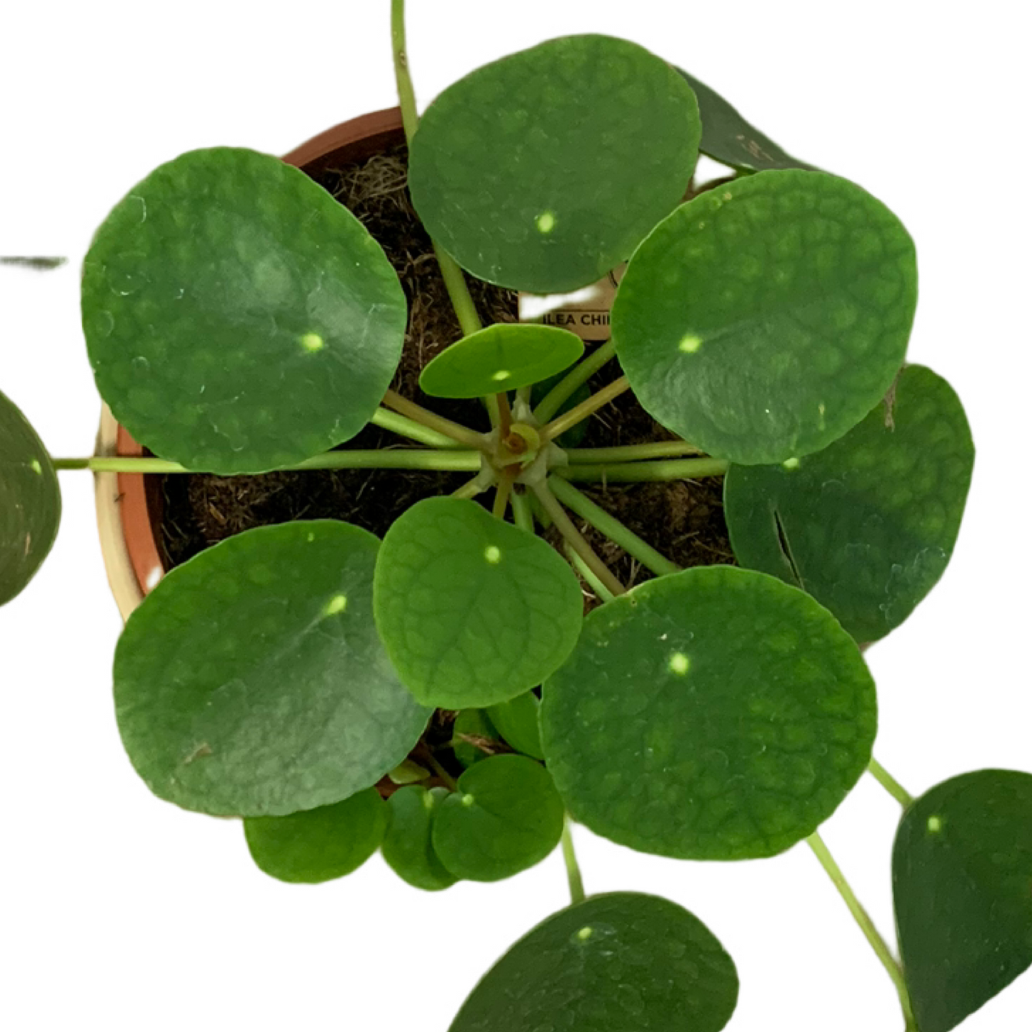 Assorted Pilea peperomioides (Chinese Money Plant)