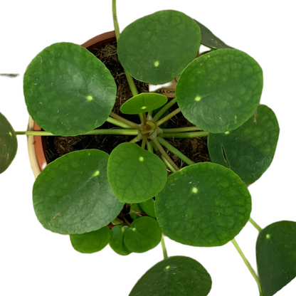 Pilea Peperomioides ‘Chinese Money Plant’