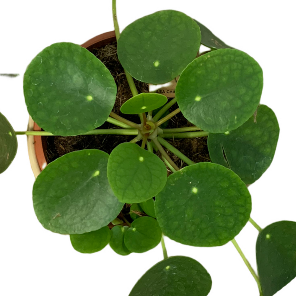 Assorted Pilea peperomioides (Chinese Money Plant) Plant.addicts.anonymous