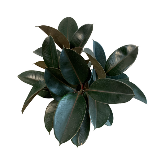 Ficus Elastica Rubber Tree ‘Burgundy’