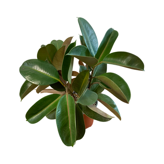 Assorted Ficus elastica Robusta Rubber Tree