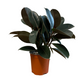 Ficus Elastica Rubber Tree ‘Burgundy’