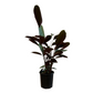 Assorted Ctenanthe Setosa Grey Star