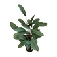 Assorted Ctenanthe Setosa Grey Star