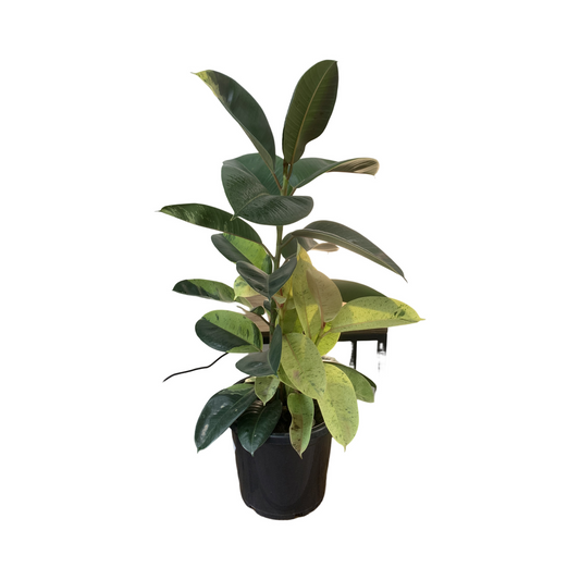 Ficus Elastica Rubber Tree ‘Shivereana'