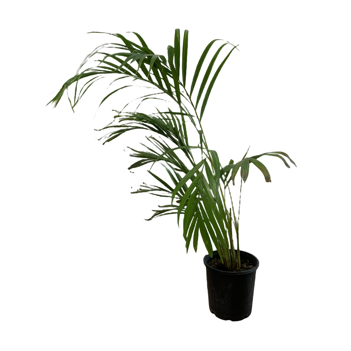 Golden Cane Palm