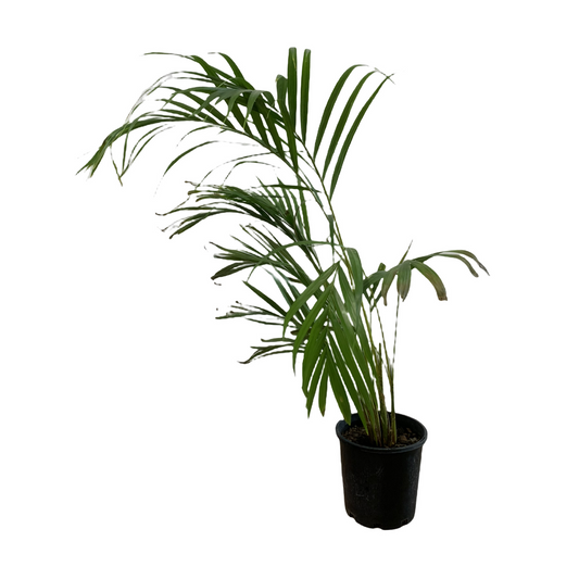 Golden Cane Palm
