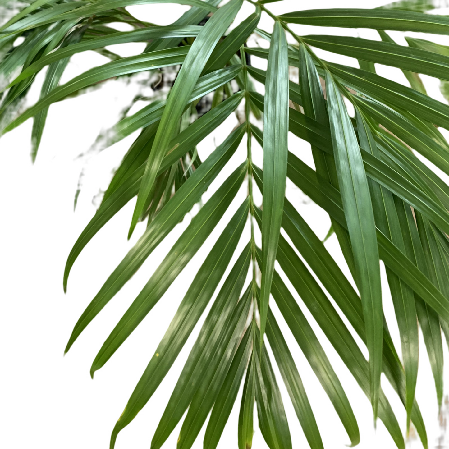 Dypsis lutescens 250mm 'Golden Cane Palm'