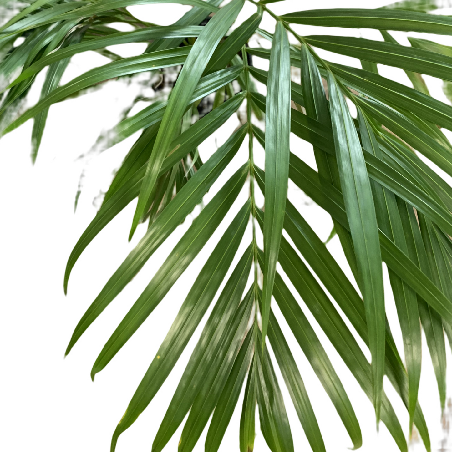 Golden Cane Palm