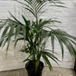 Assorted Kentia Palm