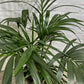 Assorted Kentia Palm