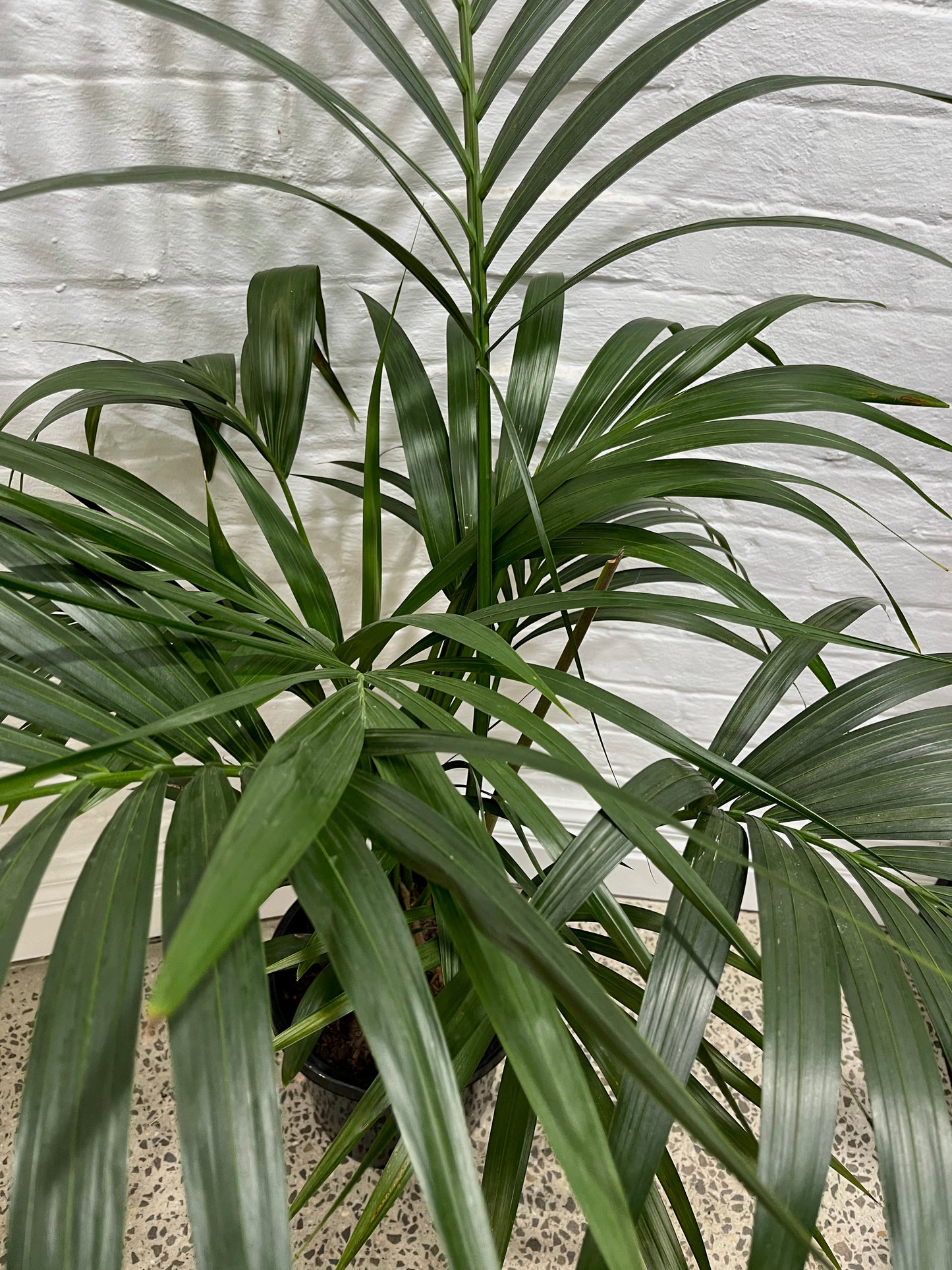 Assorted Kentia Palm