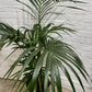Assorted Kentia Palm