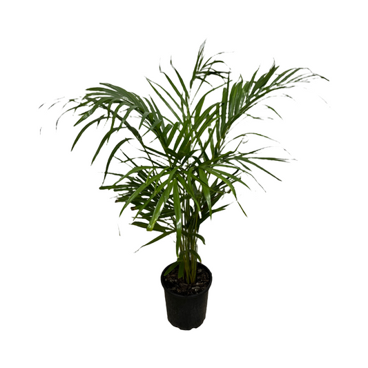 Kentia Palm