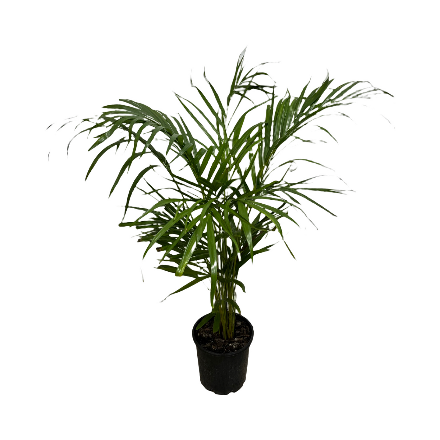 Assorted Kentia Palm