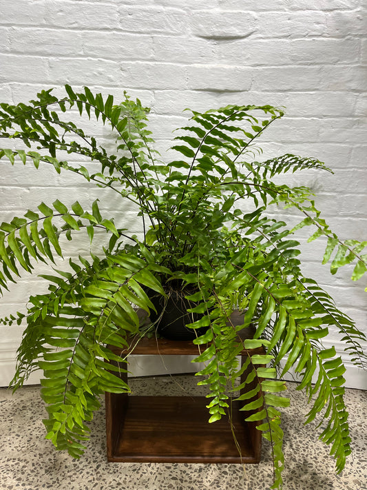 Nephrolepsis biserrata 'Macho Fern'