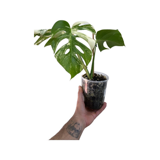Monstera Albo Variegated Established Plant - 3 leaf