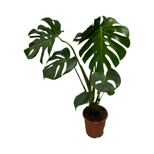 Monstera Deliciosa