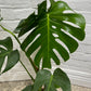 Assorted Monstera Deliciosa