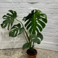 Assorted Monstera Deliciosa