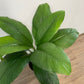 Assorted Spathiphyllum 'Peace Lily'