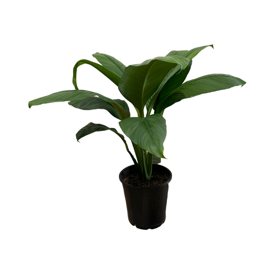 Assorted Spathiphyllum 'Peace Lily'