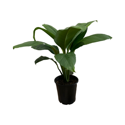 Spathiphyllum Peace Lily