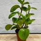 Peperomia obtusifolia 'Lemon Lime' 120mm