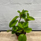 Peperomia obtusifolia 'Lemon Lime' 120mm