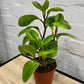 Peperomia obtusifolia 'Lemon Lime' 120mm