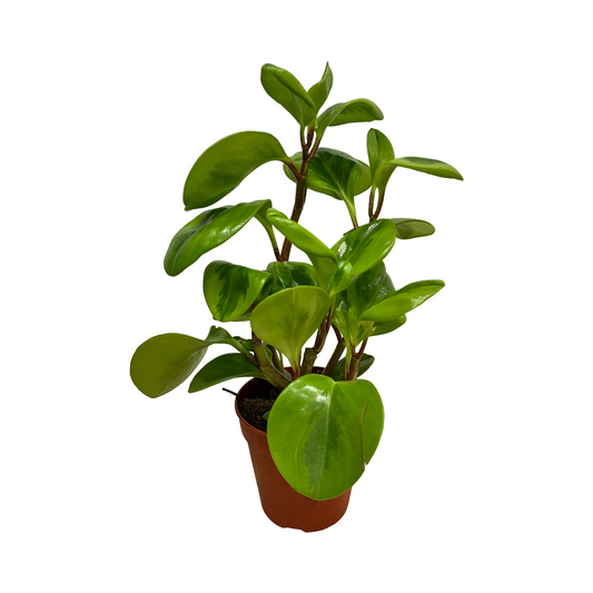 Peperomia Obtusifolia ‘Lemon Lime’