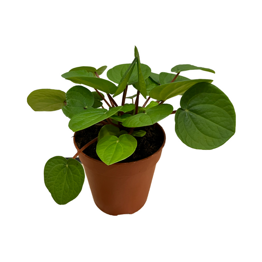 Peperomia ‘Rana Verde’ PBR