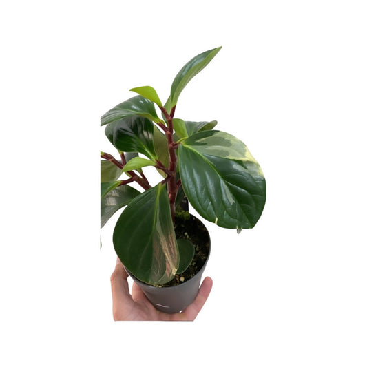 Peperomia red canyon variegated