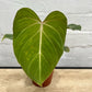 Philodendron gloriosum 120mm