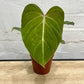 Philodendron gloriosum 120mm