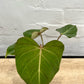 Philodendron gloriosum 120mm